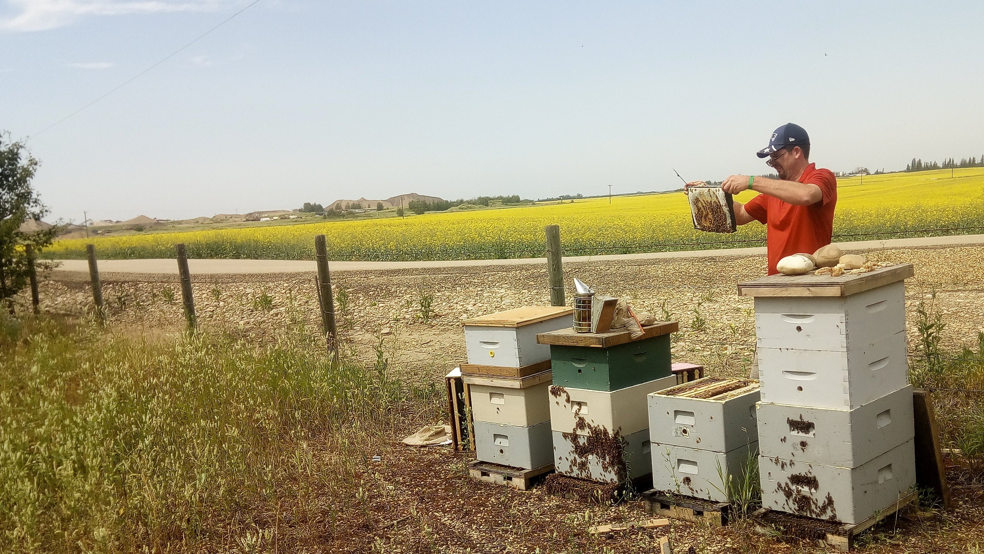 Person working with bee hives in a field
